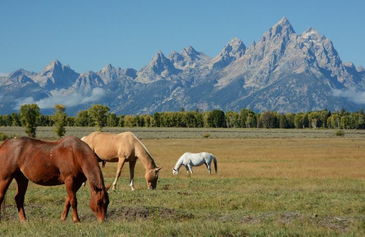 Hästar Grand Teton National Park, USA